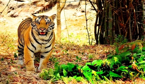 Bannerghatta National Park, Bangalore